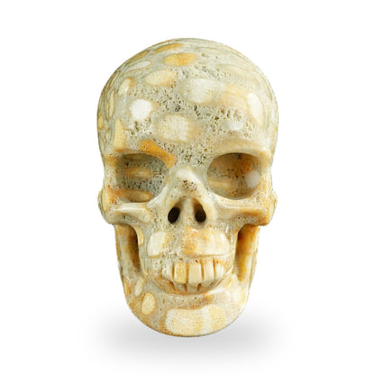 Coral Fossil crystal skull 3" SKH30CF04 photo 1