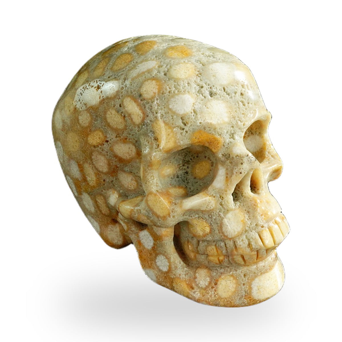 Coral Fossil crystal skull 3" SKH30CF04 photo 3