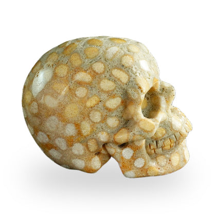 Coral Fossil crystal skull 3" SKH30CF04 photo 5