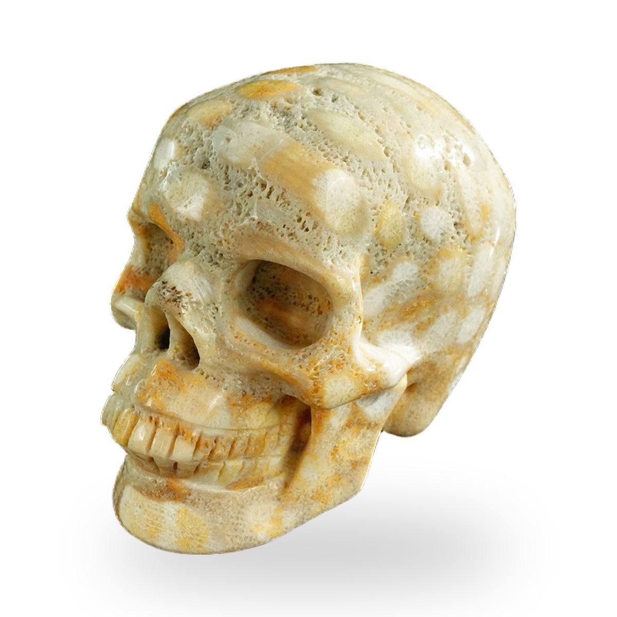 Coral Fossil crystal skull 3" SKH30CF04 photo 8