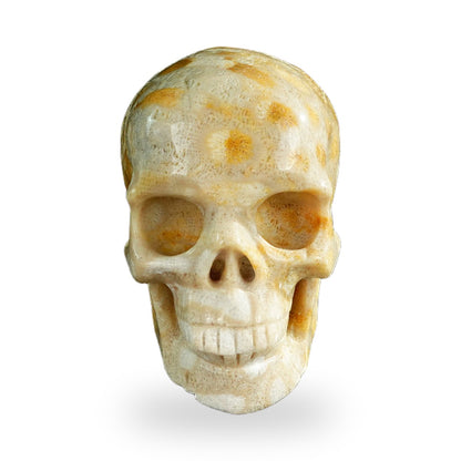 Coral Fossil crystal skull 3" SKH30CF05 photo 1