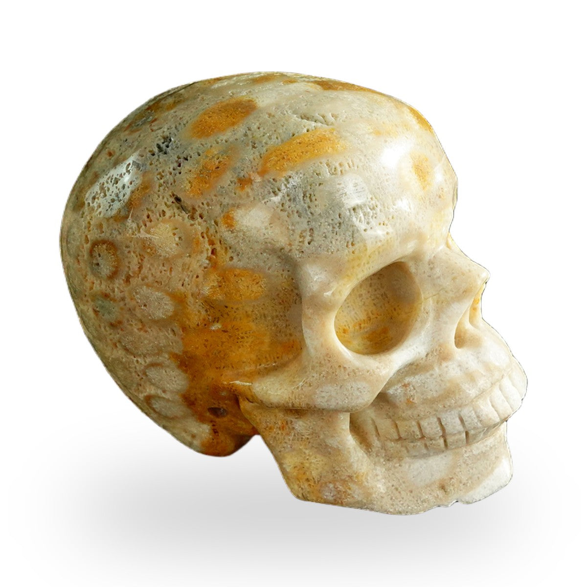 Coral Fossil crystal skull 3" SKH30CF05 photo 4