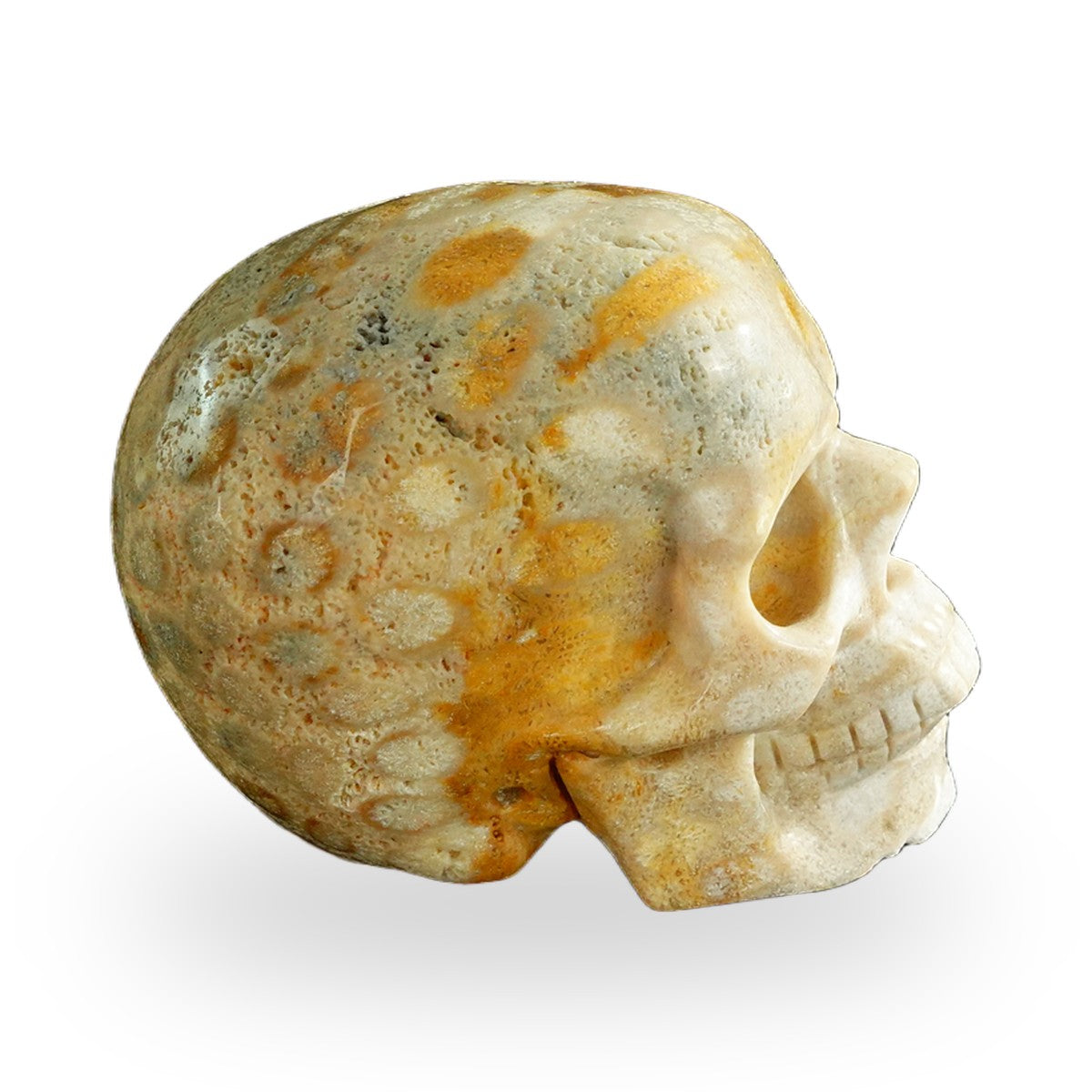 Coral Fossil crystal skull 3" SKH30CF05 photo 5