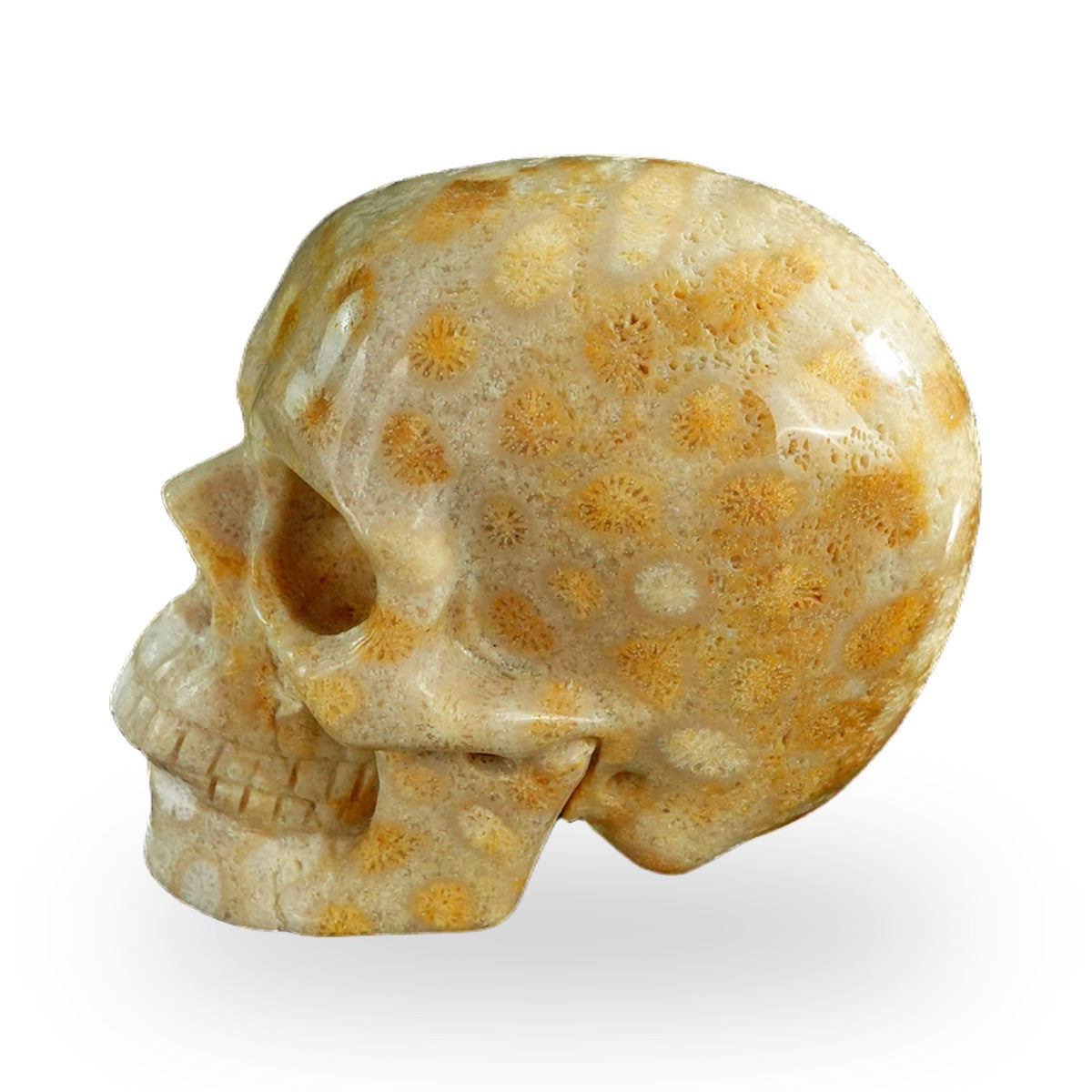 Coral Fossil crystal skull 3" SKH30CF05 photo 6