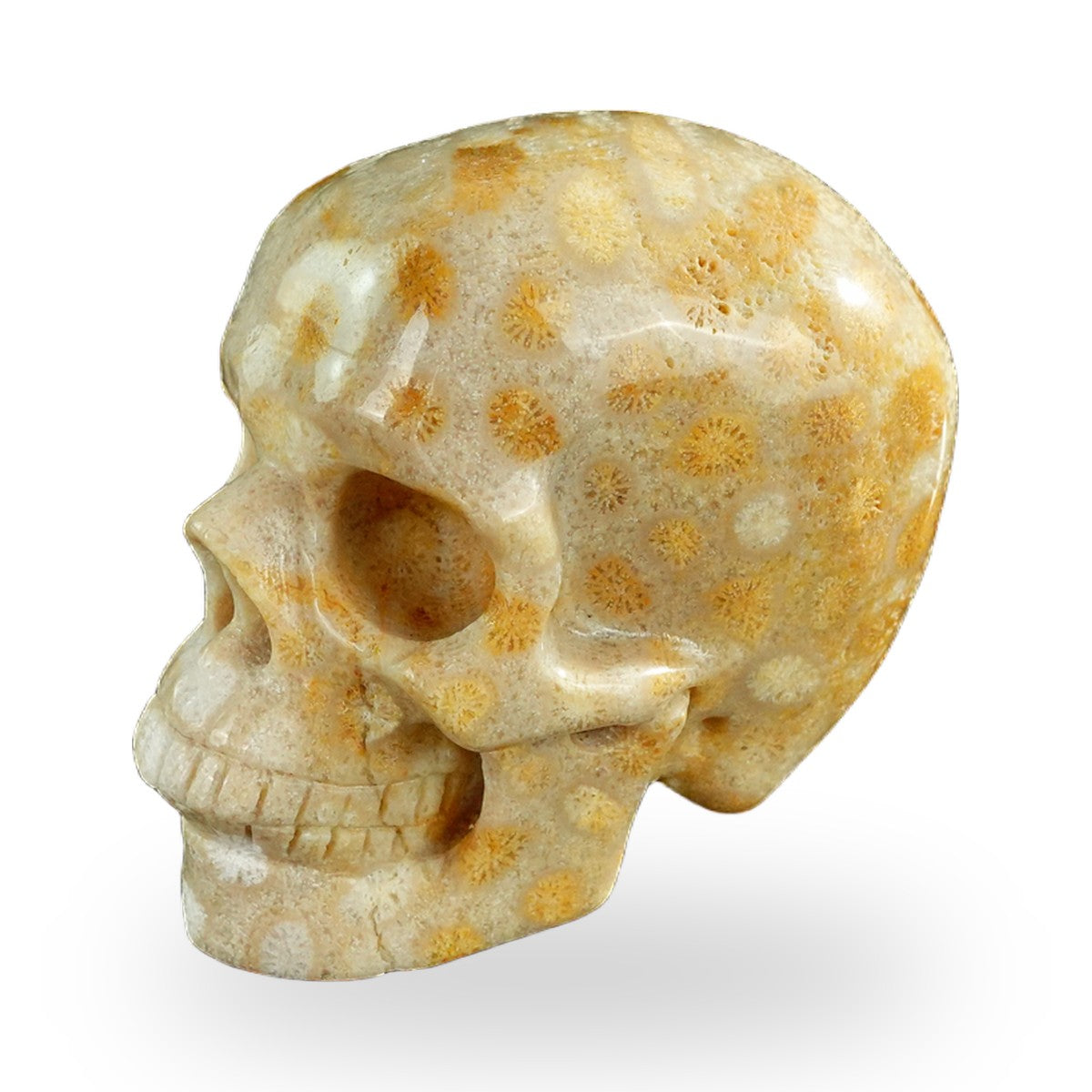 Coral Fossil crystal skull 3" SKH30CF05 photo 7