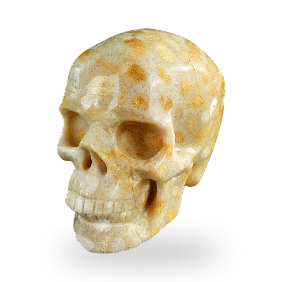 Coral Fossil crystal skull 3" SKH30CF05 photo 8