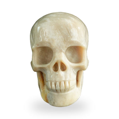 Coral Fossil crystal skull 3" SKH30CF06 photo 1