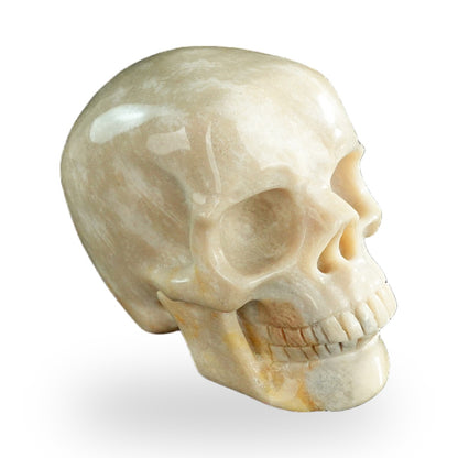 Coral Fossil crystal skull 3" SKH30CF06 photo 3