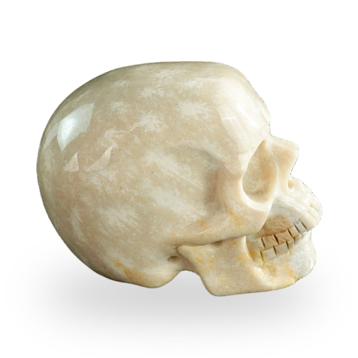 Coral Fossil crystal skull 3" SKH30CF06 photo 5