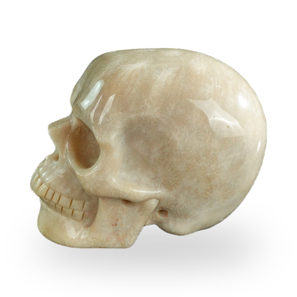 Why We Carve Specimen Skulls