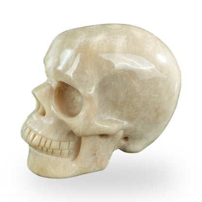 Coral Fossil crystal skull 3" SKH30CF06 photo 7