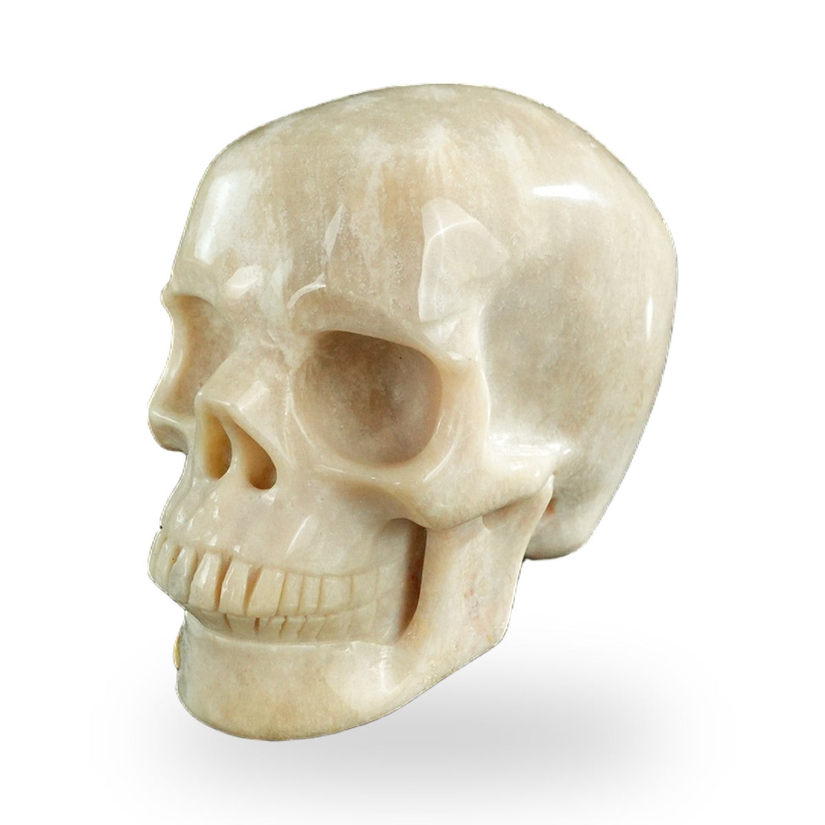 Coral Fossil crystal skull 3" SKH30CF06 photo 8