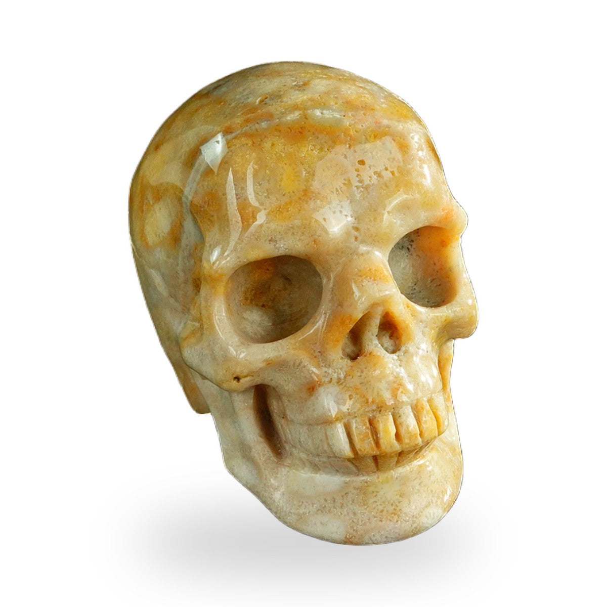 Coral Fossil crystal skull 3" SKH30CF07 photo 2