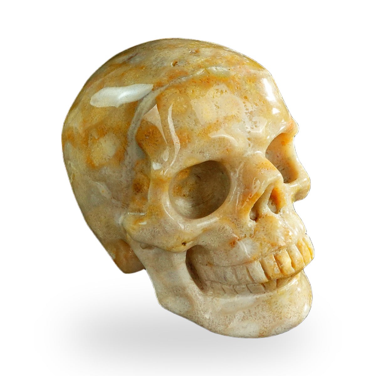 Coral Fossil crystal skull 3" SKH30CF07 photo 3