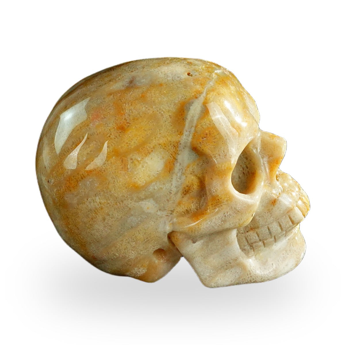 Coral Fossil crystal skull 3" SKH30CF07 photo 5