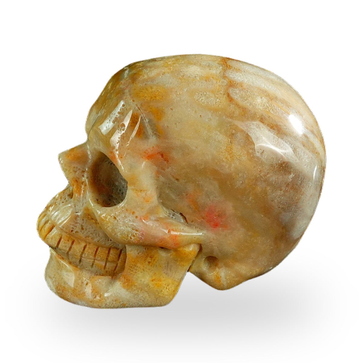 Coral Fossil crystal skull 3" SKH30CF07 photo 6