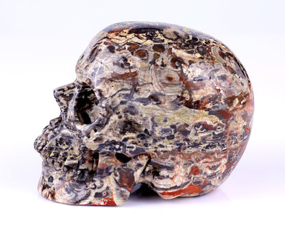 Nicedony 4.4" Coin Agate Hand Carved Realistic Skull Sculpture - View 11