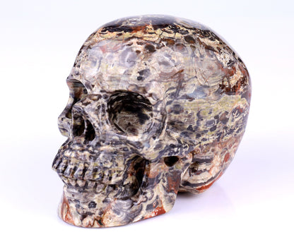 Nicedony 4.4" Coin Agate Hand Carved Realistic Skull Sculpture - View 14