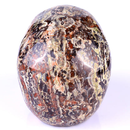 Nicedony 4.4" Coin Agate Hand Carved Realistic Skull Sculpture - View 5