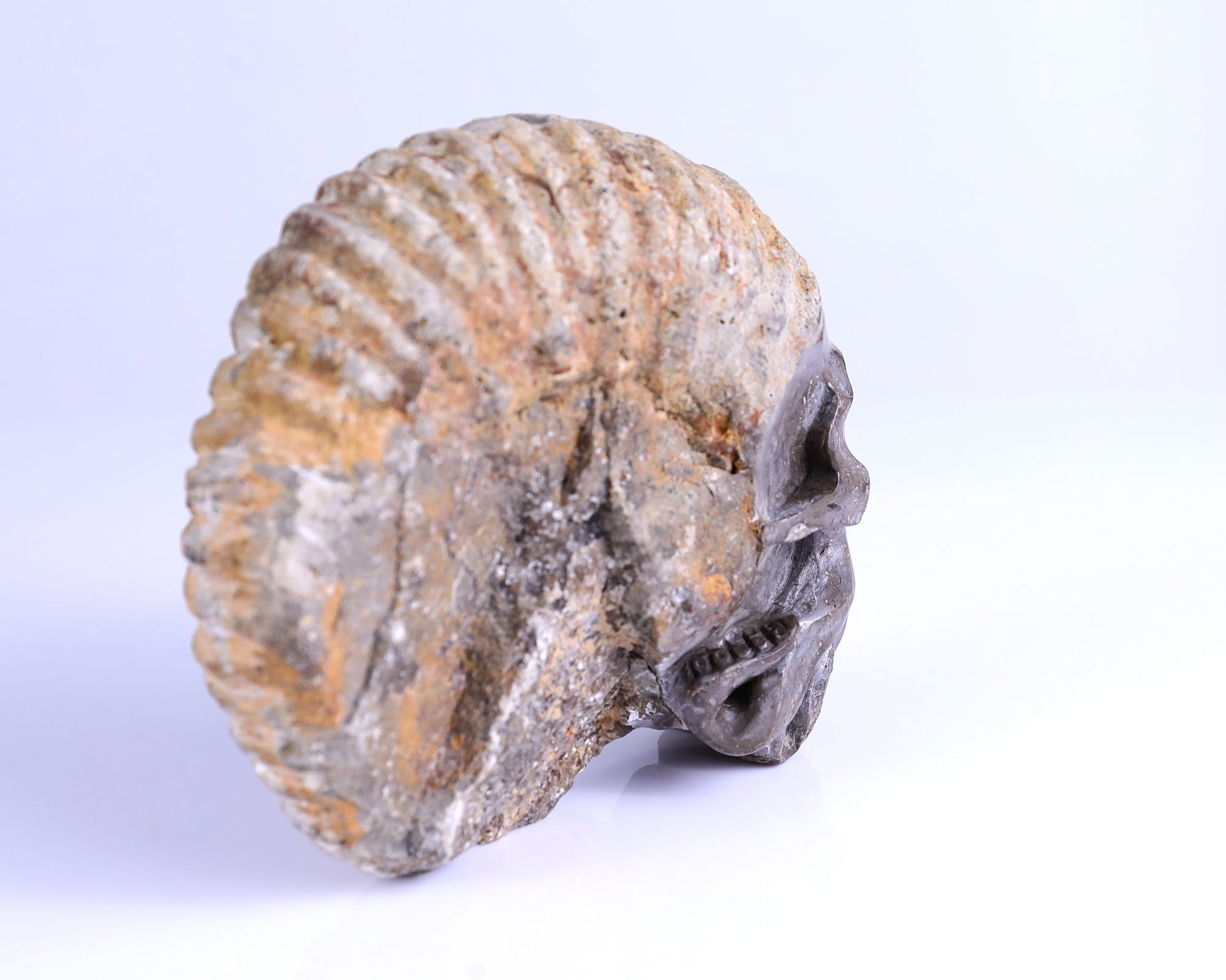 Nicedony 5.6" Foraminifera Fossil Hand Carved Octopus Skull Sculpture - View 3