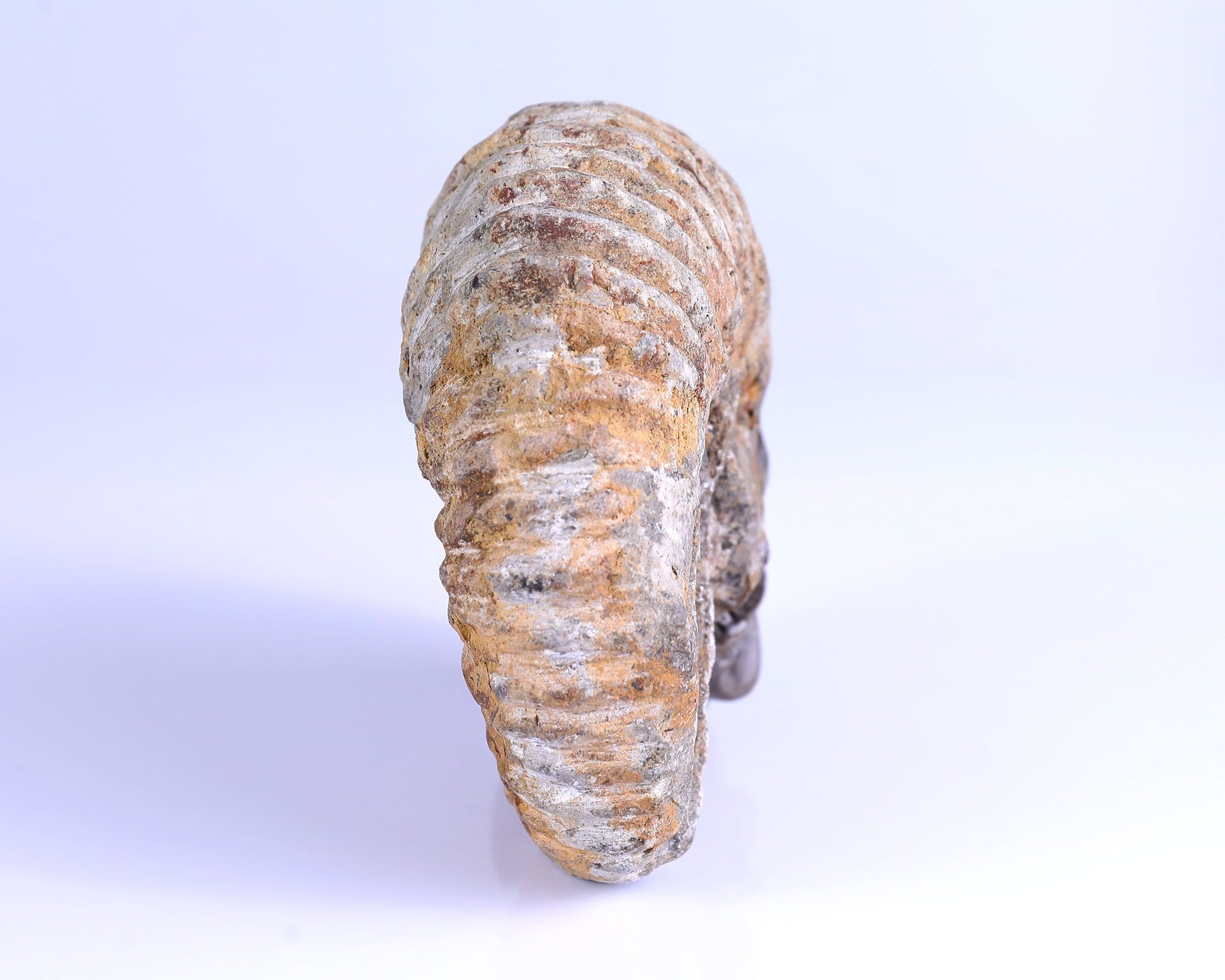 Nicedony 5.6" Foraminifera Fossil Hand Carved Octopus Skull Sculpture - View 4