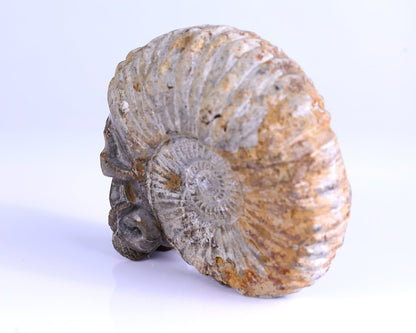 Nicedony 5.6" Foraminifera Fossil Hand Carved Octopus Skull Sculpture - View 5