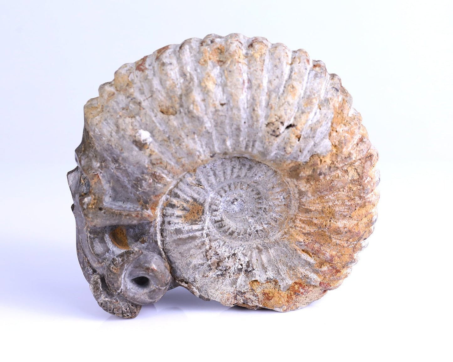 Nicedony 5.6" Foraminifera Fossil Hand Carved Octopus Skull Sculpture - View 6