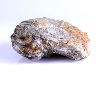 Nicedony 5.6" Foraminifera Fossil Hand Carved Octopus Skull Sculpture - View 7