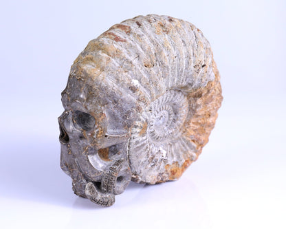 Nicedony 5.6" Foraminifera Fossil Hand Carved Octopus Skull Sculpture - View 8