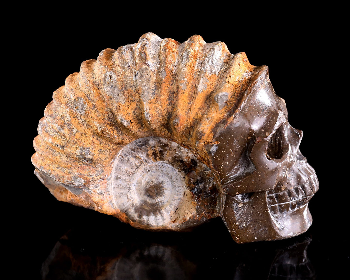Nicedony 5.6" Foraminifera Fossil Hand Carved Crystal Skull Sculpture - View 5