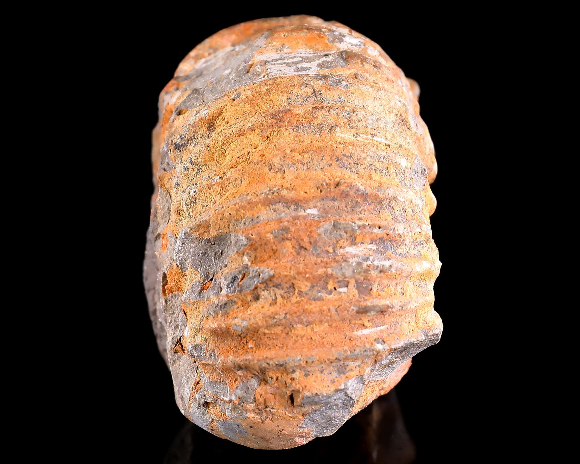 Nicedony 5.6" Foraminifera Fossil Hand Carved Crystal Skull Sculpture - View 6