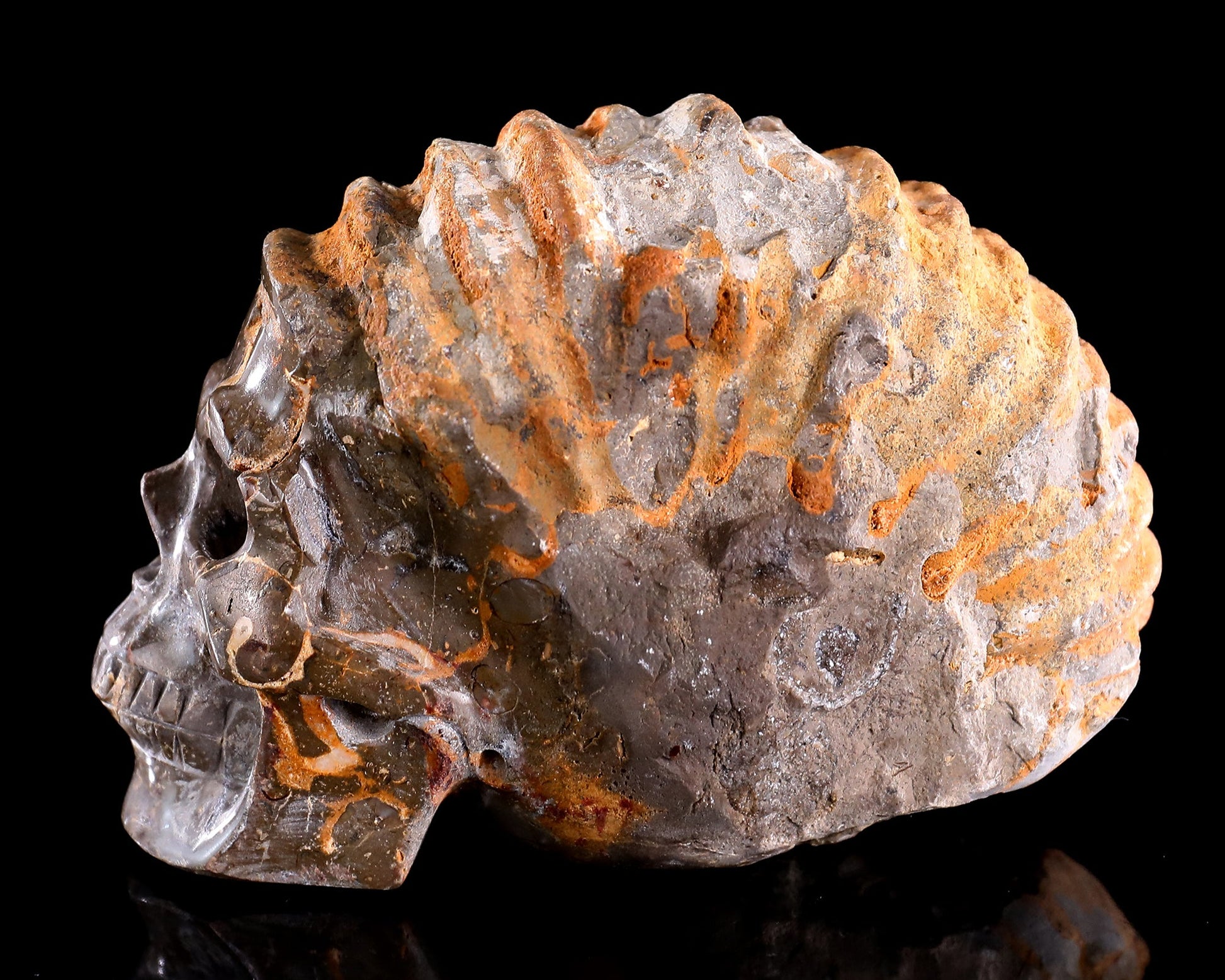 Nicedony 5.6" Foraminifera Fossil Hand Carved Crystal Skull Sculpture - View 7